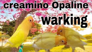 How to produce creamino Opaline lovebird  Best way to produce creamino Opaline  creamino Opaline [upl. by Scot]