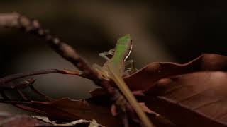 Lizards of Okinawa [upl. by Crotty]