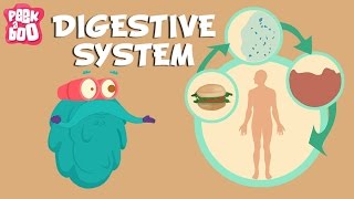 Digestive System  The Dr Binocs Show  Learn Videos For Kids [upl. by Xavier918]