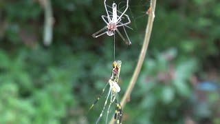 クモの脱皮直後 After molting of spider [upl. by Nerty550]