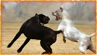 Dogo argentino  Cane corso mix pupy [upl. by Lindberg201]