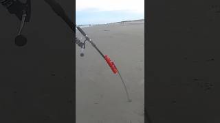 HUGE Bonnethead Shark On 17 Pound Pompano Rig surffishing beach vacation saltwater action fun [upl. by Troxell]