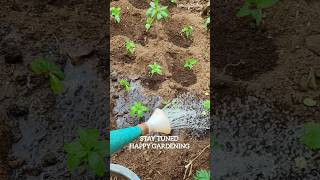 How to grow Balsam from seed🌼🌸 ytshorts flowers viralvideo [upl. by Ebocaj72]