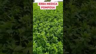 Erba Medica Pomposa  Il buon fattore Tecnozoo [upl. by Seroka]