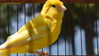 canary singing video  the best canary training song 40 minutes [upl. by Notgnilra]