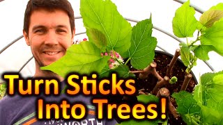 How to Grow Mulberry Trees from Cuttings  Expanding Our Fruit Trees Beginnings of a Food Forest [upl. by Eessac]