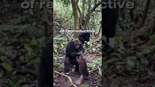 Chimpanzees massacres monkey for no reason wildlife animals animalshorts tiktok animalfacts [upl. by Auqenaj]