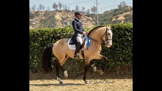 Andiamo 2005 Grand Prix Lusitano Stallion 70 [upl. by Sancha]