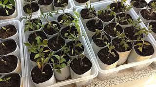 SUIVI PLANTS TOMATES amp AUTRES SEMIS [upl. by Antipus630]