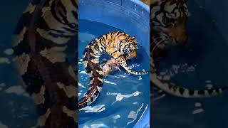 Tiger turns into a snake animals short [upl. by Ivey202]