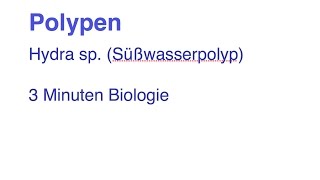 Hydrozoa  Süßwasserpolyp Hydra  3 Minuten Biologie [upl. by Oniger364]