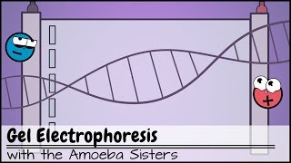 Gel Electrophoresis [upl. by Uehttam]