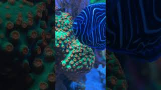 WWC Jingle bells cyphastrea coral 🪸 [upl. by Eetnod568]