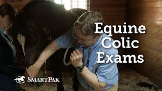 Equine Colic Exams [upl. by Ahsikam34]