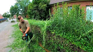 This NEGLECTED Yard Needed More Than Just Hedge Trimming [upl. by Ytsirhc]