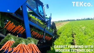 Carrot Harvesting Machine and Carrot Packing Machine  Modern Agriculture Technology [upl. by Kirima]