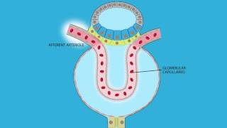 Glomerular Filtration Role of Afferent and Efferent Resistance on GFR [upl. by Pierrepont]