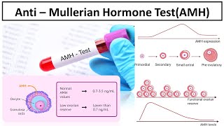 Anti – Mullerian Hormone Test Best marker to access the ovarian reserve AMHmedilabacademy [upl. by Penn565]