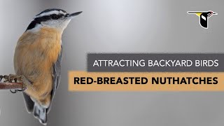 Attracting Backyard Birds Redbreasted Nuthatches [upl. by Onig]