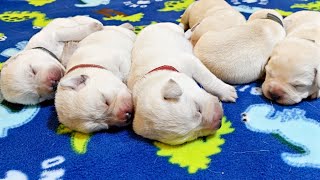 Labrador Puppies Turn 1 Week Old [upl. by Marion723]