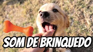 SOM DE BRINQUEDO para Cachorro toy song for dog [upl. by Adlesirg]