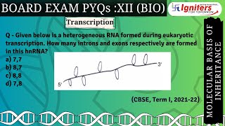 Given below is a heterogeneous RNA formed during eukaryotic transcription How many introns and e [upl. by Farris240]