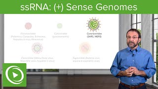 Positivesense Singlestranded RNA ssRNA Virus – RNA Virus Genomes – COVID19  Lecturio [upl. by Stew919]