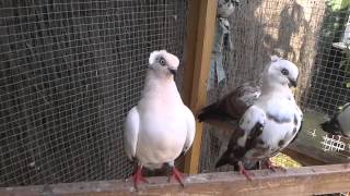 Fancy tumbler pigeons  timisoarus [upl. by Malvia]