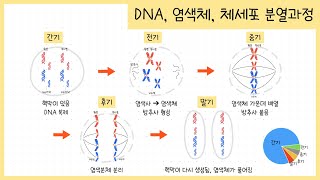 중3 생식과 유전 1강 DNA란￨염색체가 형성되는 이유￨체세포 분열 과정￨👶🏻🧬🧑🏻 [upl. by Torrance]