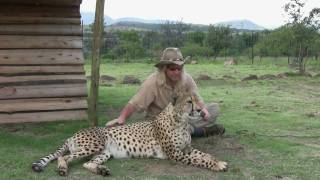 Robert Eklund records the purring cheetah Caine at the Dell Cheetah Centre Parys South Africa [upl. by Yeta]