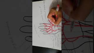 Deep palmar arch formationrelations branches and surface marking [upl. by Alessig]