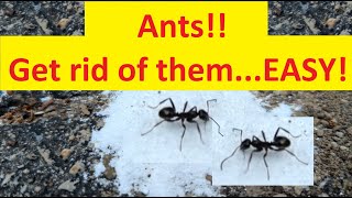 DIY Borax Ant Killer and Its Results [upl. by Belicia783]