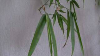 feuille de bambou  bamboo leaf [upl. by Yecnay]