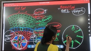 Biology  Comparative study of Anatomy of dicot and monocot plants with easy diagram [upl. by Ahron]