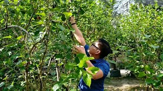 MULBERRY amp FIG TREE PICKING IN THE PHILIPPINES  WILSONS INSTANT TREE BANK [upl. by Hakon830]