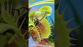 Fascinating Carnivorous Plants Examples and Their Unique Adaptations carnívoros plants [upl. by Scheers580]