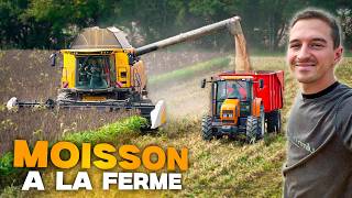 MOISSON DE SORGHO A LA FERME [upl. by Ingles]