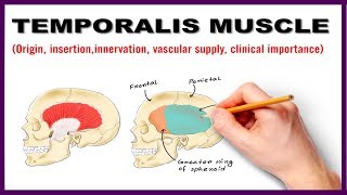 Temporalis Muscle  Origin Insertion Nerve supply Clinical importance  Anatomy [upl. by Nylad]