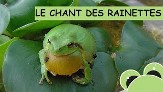 Le chant des rainettes méridionales petites grenouilles vert clair [upl. by Scharaga366]