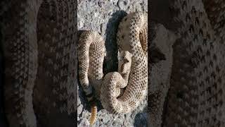 Sidewinder Horned Rattlesnake Crotalus cerastes  Observed in Description [upl. by Nedyrb]