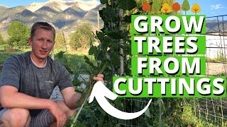 How To Grow Trees From Cuttings [upl. by Ahtnahc]