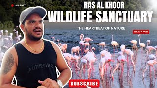 Exploring Dubais Wildlife Sanctuary  Ras Al Khor Nature Reserve Adventure SL Dubai Eye [upl. by Anaejer]