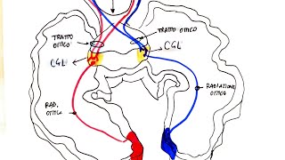 Via ottica percezione visiva e muscoli estrinseci occhio  oculistica [upl. by Breh]