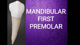 Mandibular first premolar [upl. by Malaspina]