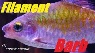 Aquarium Fish  Filament Barb quotPuntius Filamentosusquot Male amp Female [upl. by Yarahs]