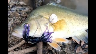 Spinnerbait fishing in and around Horsham Wimmera river [upl. by Sara-Ann485]