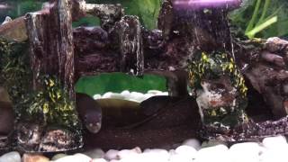 Freshwater Snowflake Moray Eel For Sale [upl. by Animaj]