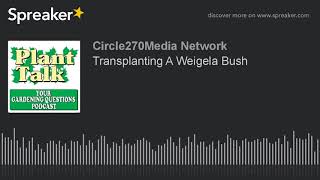 Transplanting A Weigela Bush [upl. by Ahsiuqram391]