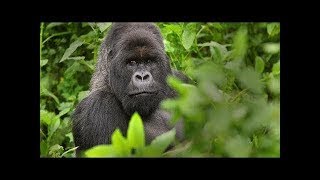 Gorillas Documentary Full Documentry [upl. by Nawrocki]