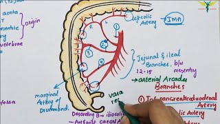 Superior Mesenteric ArterySMA  Course  Divisions  Termination [upl. by Ylam]